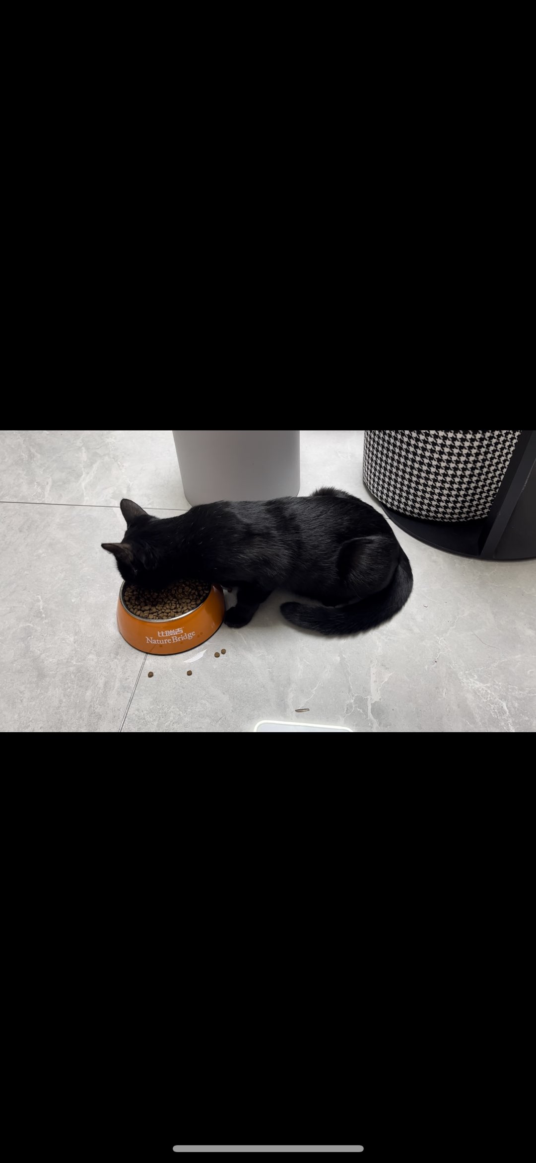 民大这头有丢小黑猫的么