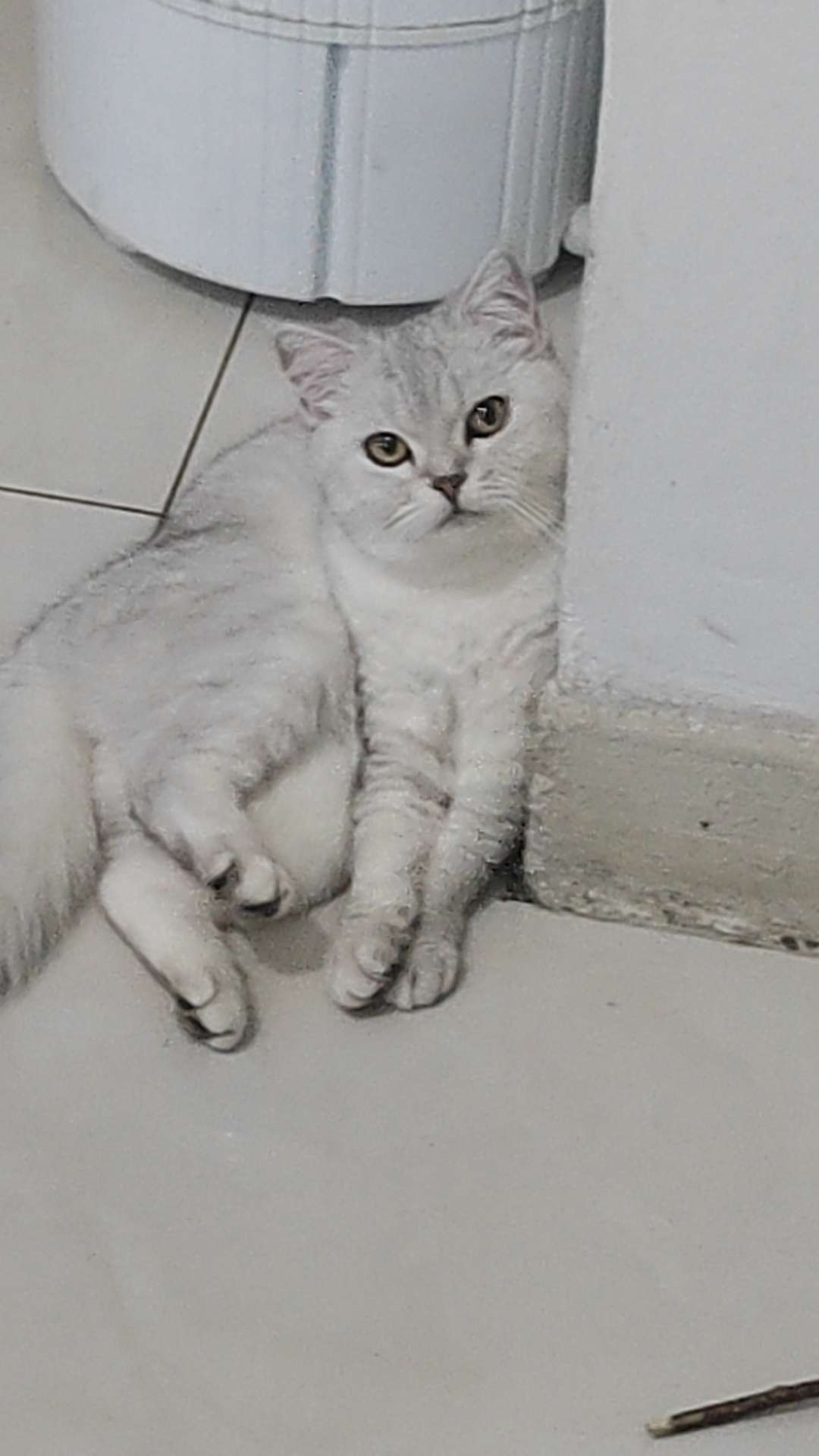 寻猫启事